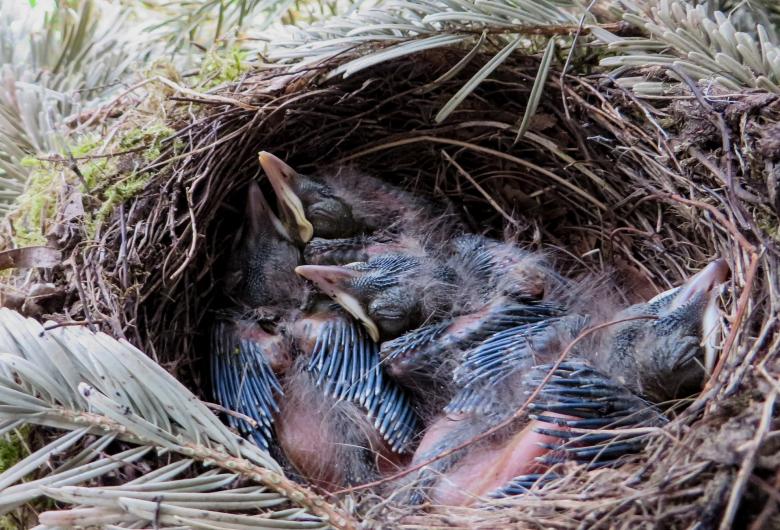 Free stock image of Bird Nest created by Pixabay
