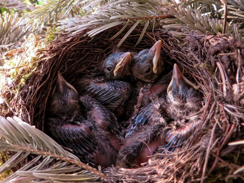 Free stock image of Bird Nest created by Pixabay