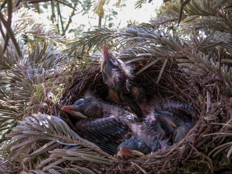 Free stock image of Bird Nest created by Pixabay
