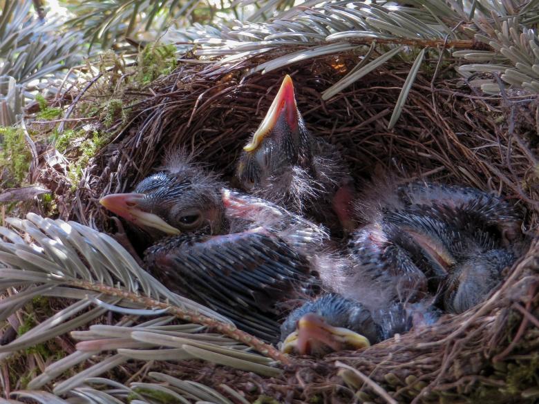 Free stock image of Bird Nest created by Pixabay