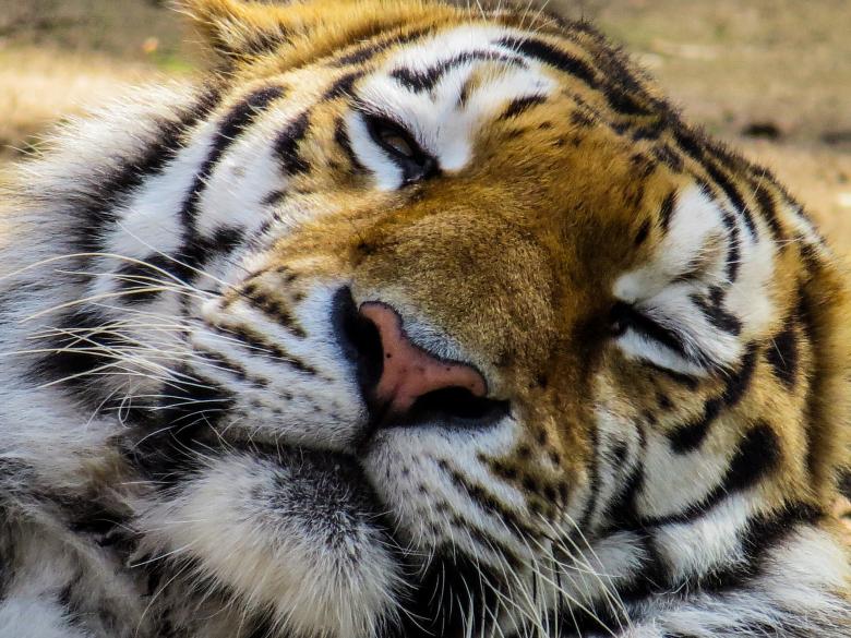 Free stock image of Bengal Tiger created by Pixabay