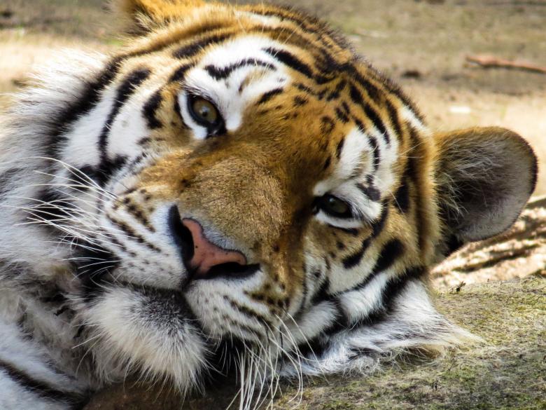 Free stock image of Bengal Tiger created by Pixabay