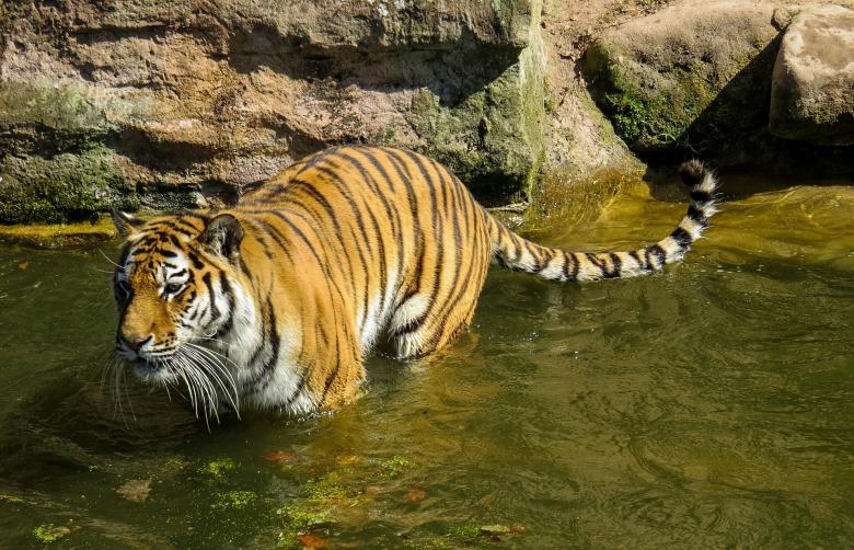 Free stock image of Bengal Tiger created by Pixabay