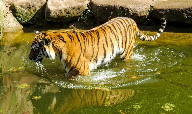 Free stock image of Bengal Tiger created by Pixabay