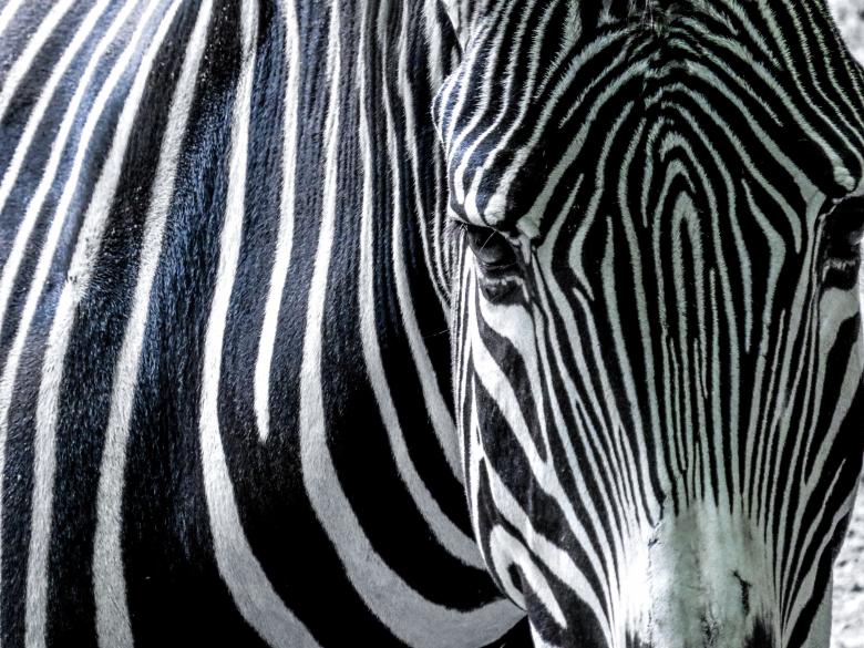 Free stock image of Wild Zebra created by Pixabay