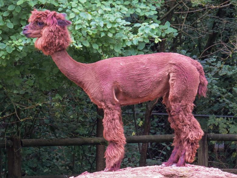 Free stock image of Wild Alpaca created by Pixabay