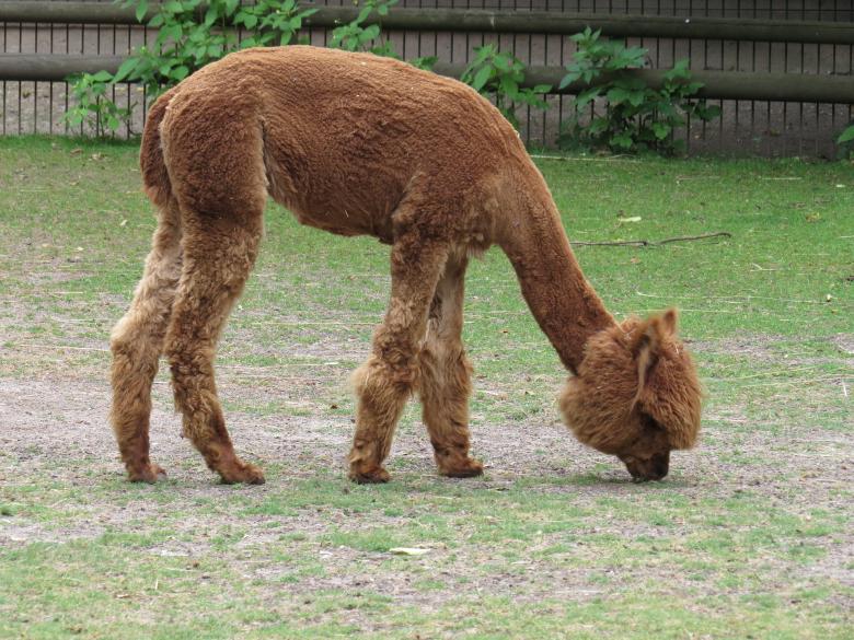 Free stock image of Wild Alpaca created by Pixabay