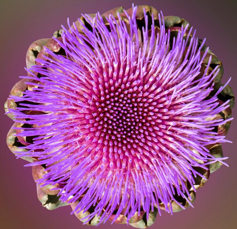 Free stock image of Fresh Artichoke created by Pixabay