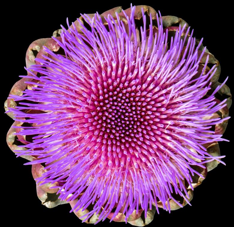 Free stock image of Fresh Artichoke created by Pixabay