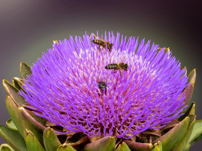 Free stock image of Bees on the Flower created by Pixabay