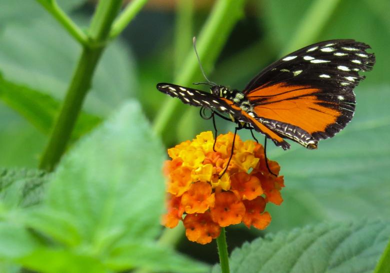 Free stock image of Butterfly in the Garden created by Pixabay
