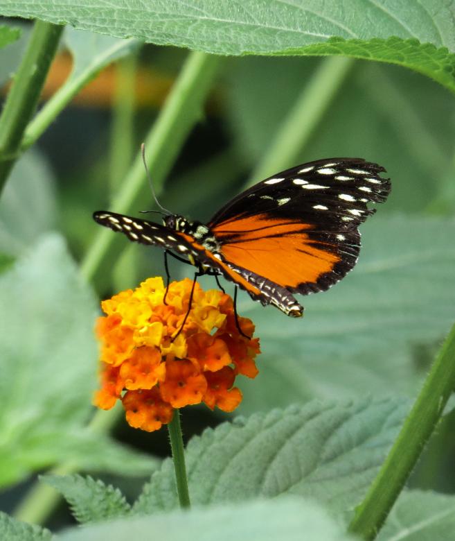 Free stock image of Butterfly in the Garden created by Pixabay