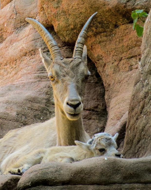 Free stock image of Wild Capricorn created by Pixabay
