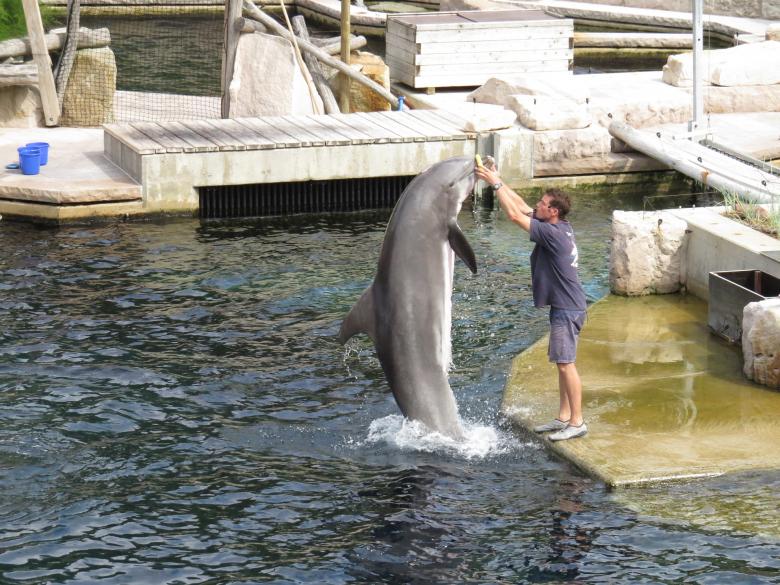 Free stock image of Dolphin in the Park created by Pixabay