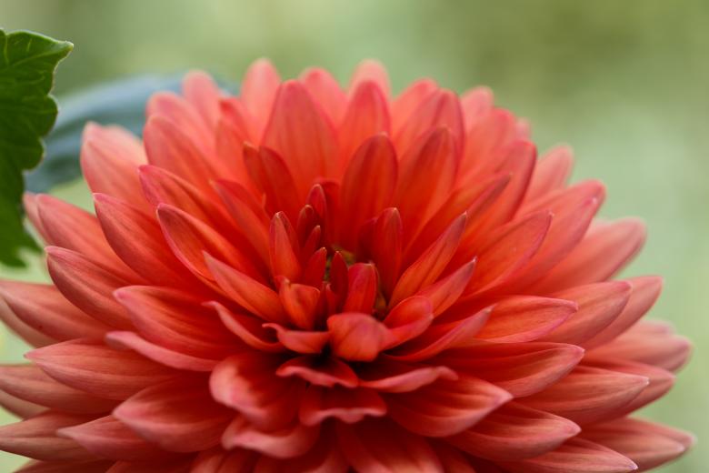 Free stock image of Fresh Flowers in the Garden created by Pixabay