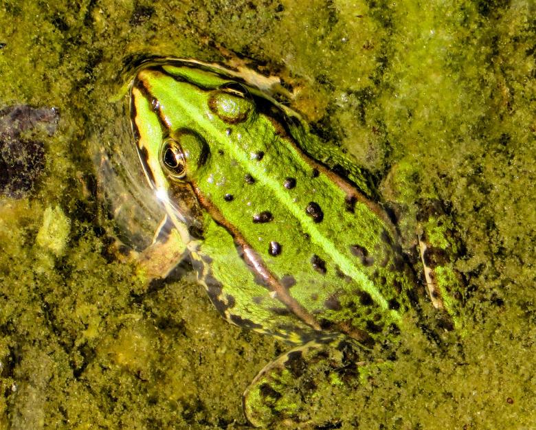 Free stock image of Frog in the Water created by Pixabay