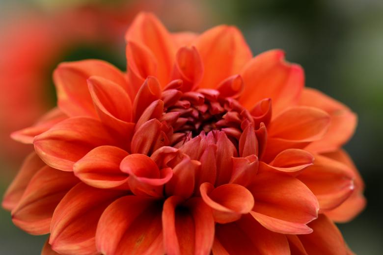 Free stock image of Fresh Flowers in the Garden created by Pixabay