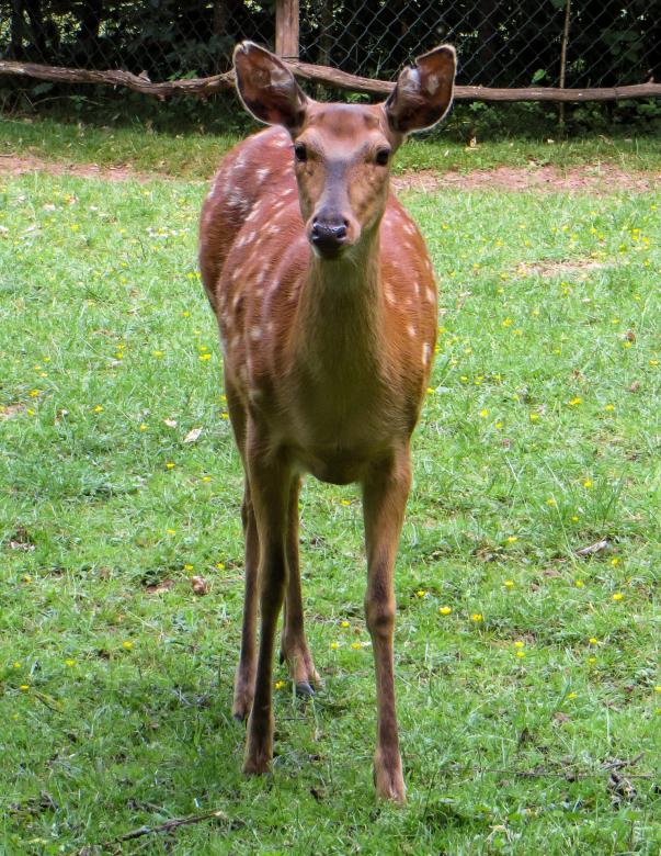 Free stock image of Hirsch in the Zoo created by Pixabay