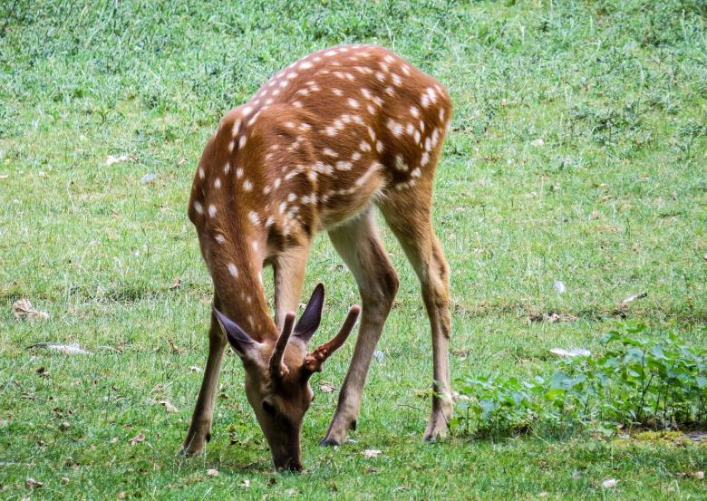 Free stock image of Hirsch in the Zoo created by Pixabay