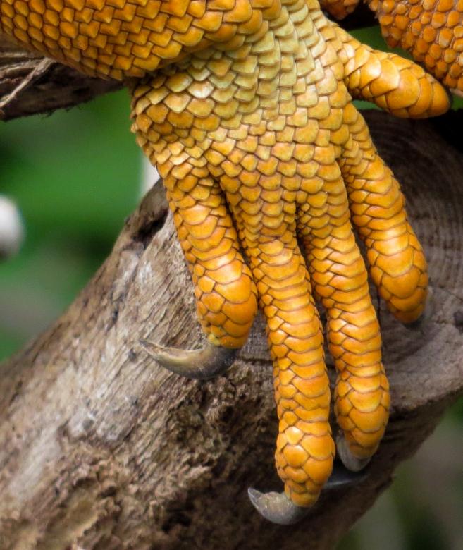 Free stock image of Iguana Claws created by Pixabay
