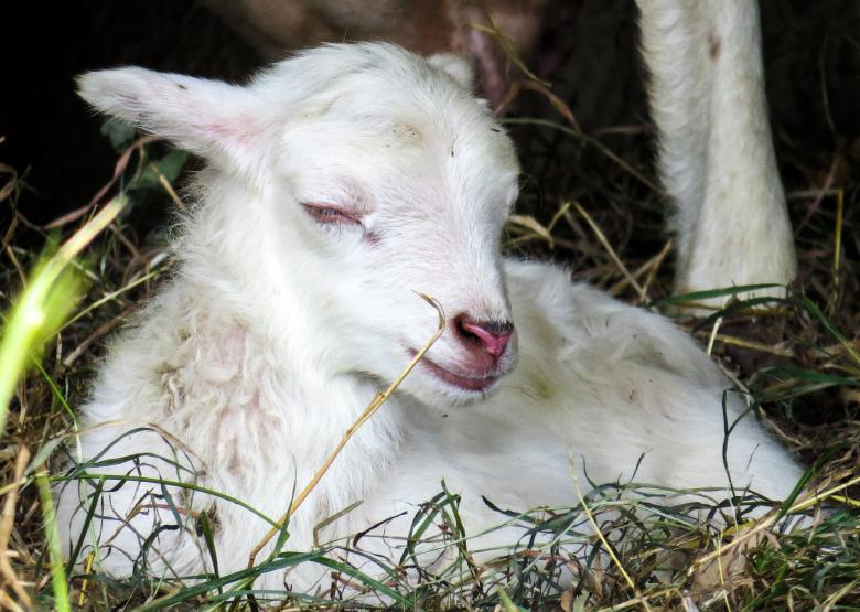 Free stock image of Little Lamb created by Pixabay