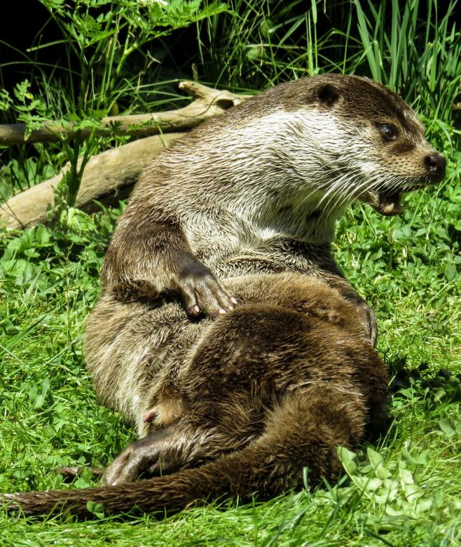 Free stock image of Wild otter created by Pixabay