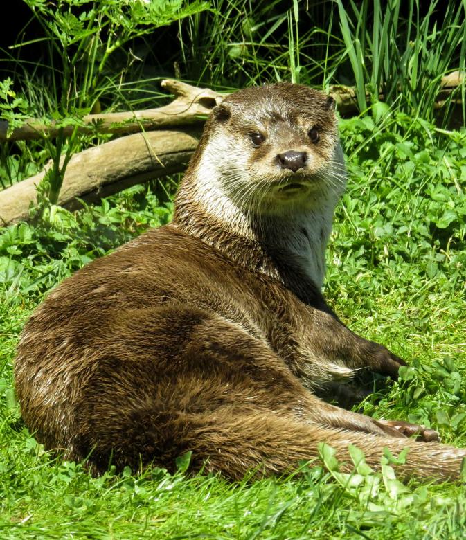Free stock image of Wild otter created by Pixabay