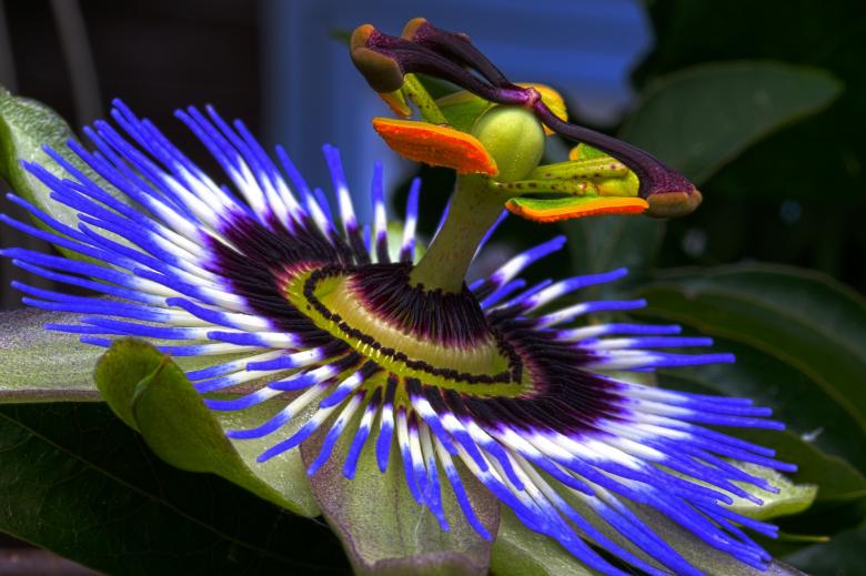 Free stock image of Passion Flower created by Pixabay