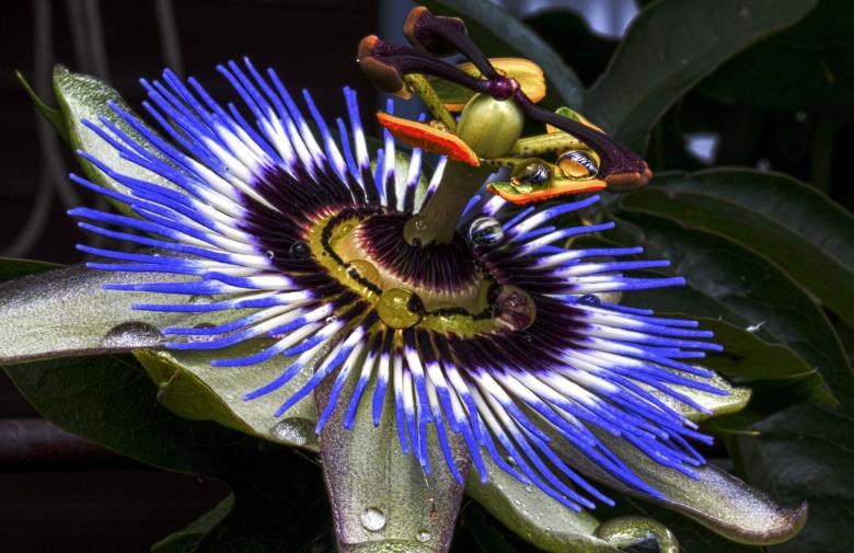 Free stock image of Passion Flower created by Pixabay