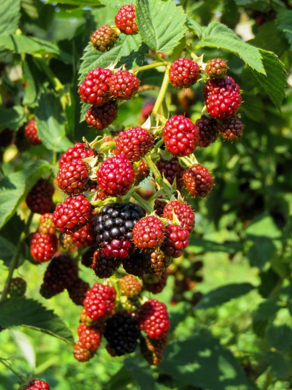 Free stock image of Fresh Raspberries created by Pixabay