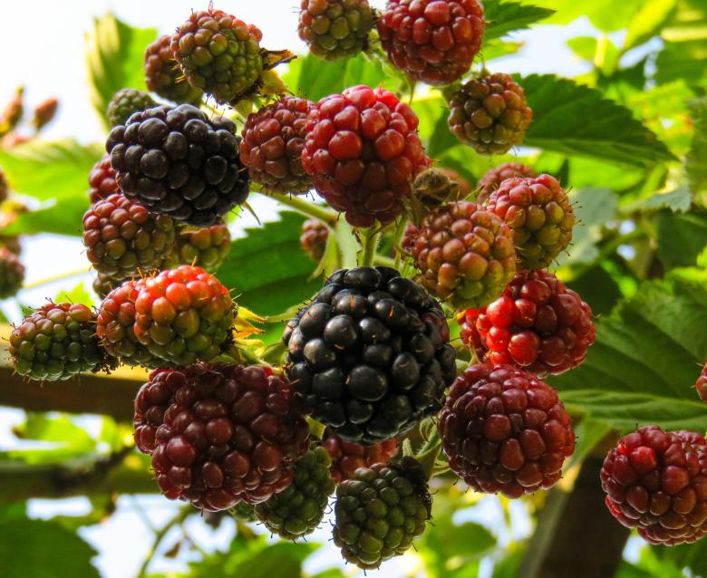 Free stock image of Fresh Raspberries created by Pixabay