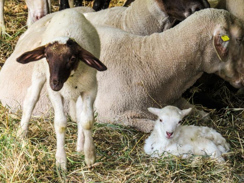 Free stock image of Group of Sheep created by Pixabay