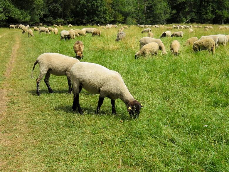 Free stock image of Group of Sheep created by Pixabay