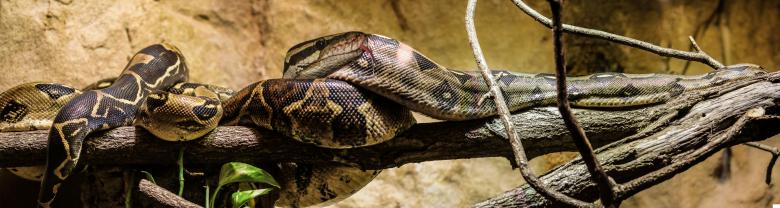 Free stock image of Wild Boa created by Pixabay