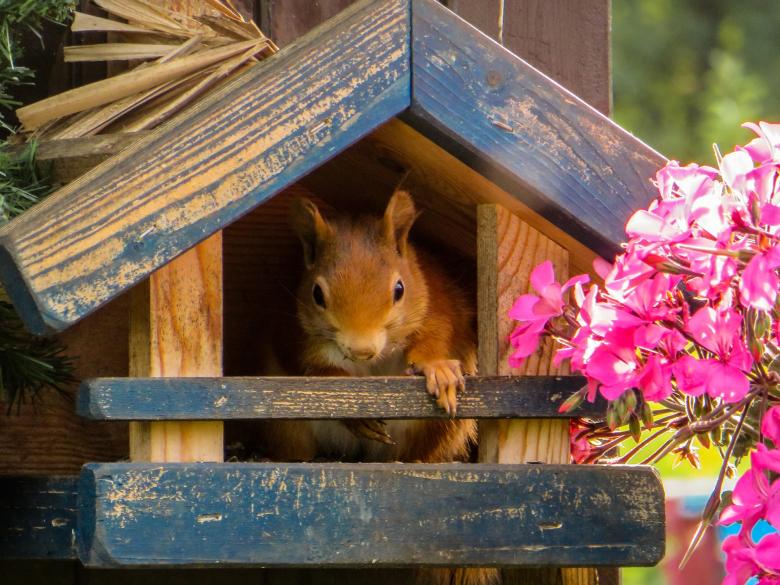 Free stock image of Wild Squirrel created by Pixabay