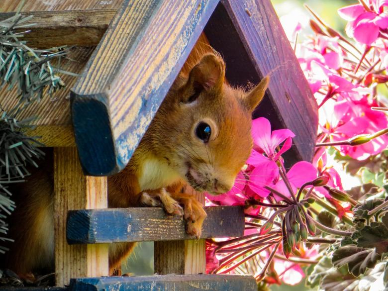Free stock image of Wild Squirrel created by Pixabay