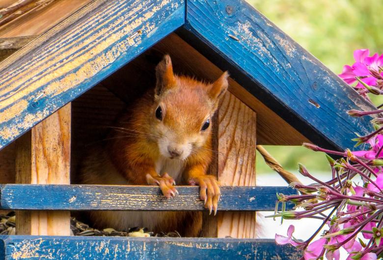 Free stock image of Wild Squirrel created by Pixabay