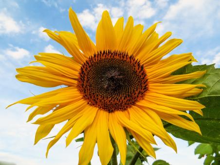 Free Stock Photo of Sunflower