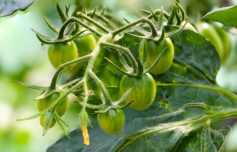 Free stock image of Green Tomatoes created by Pixabay