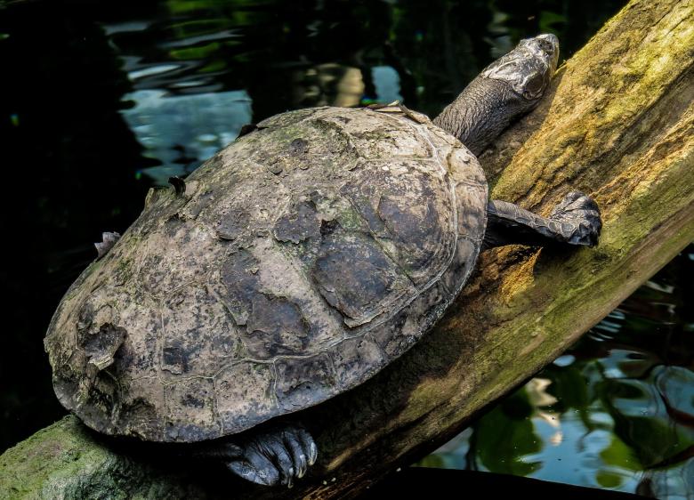 Free stock image of Turtle on the Wood created by Pixabay