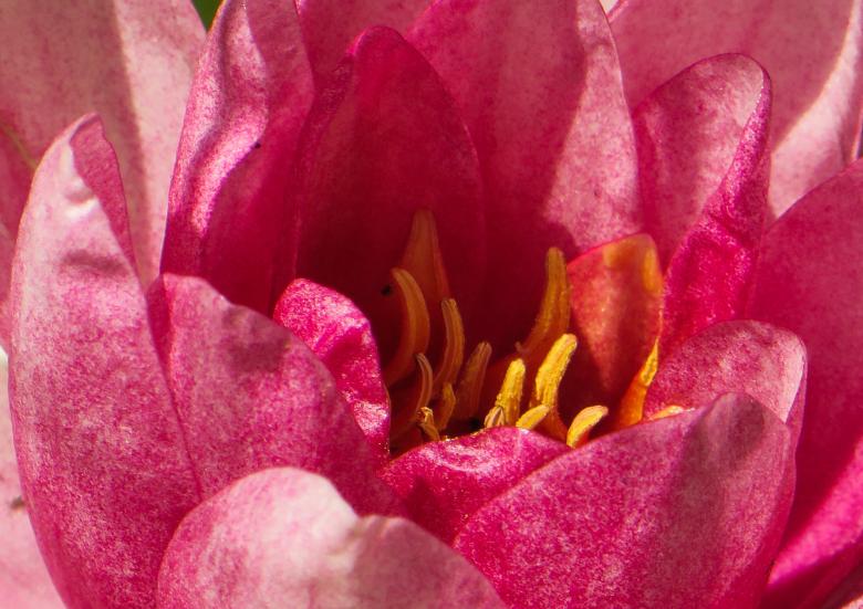 Free stock image of Water Lily created by Pixabay