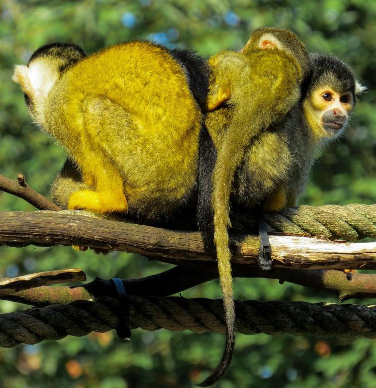 Free stock image of Wild Apes created by Pixabay