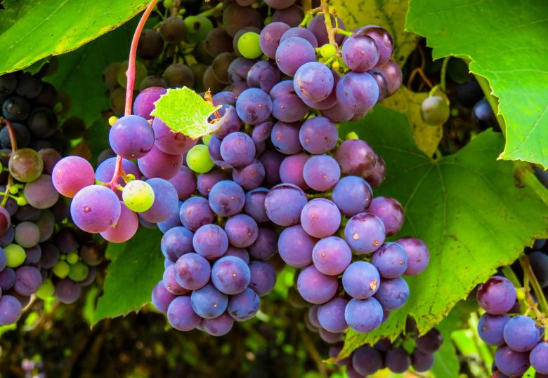 Free stock image of Autumn Fruit created by Pixabay