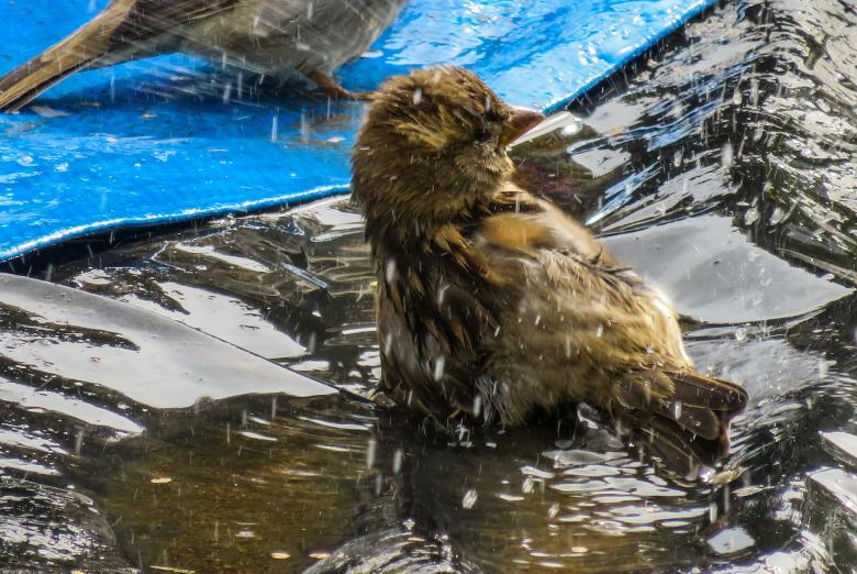 Free stock image of Bird in the Water created by Pixabay