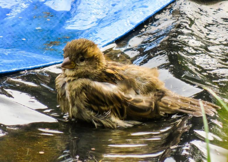 Free stock image of Bird in the Water created by Pixabay
