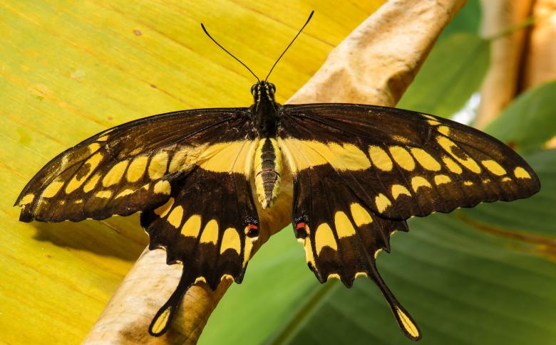 Free stock image of Wild Butterfly created by Pixabay