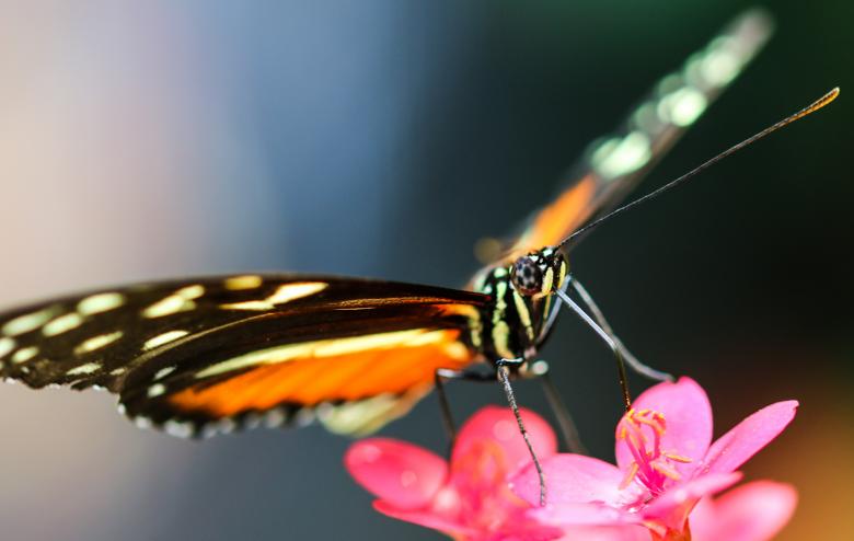 Free stock image of Butterfly in the Garden created by Pixabay