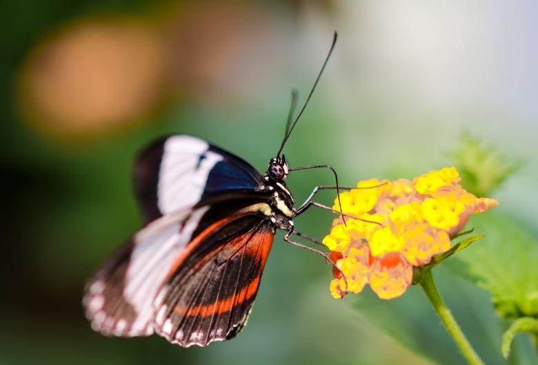 Free stock image of Butterfly in the Garden created by Pixabay