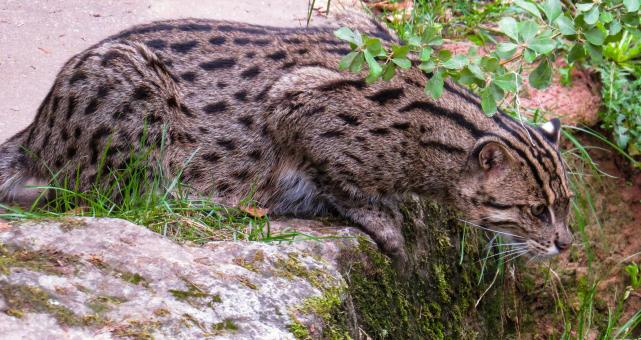 Free Stock Photo of Wild Cat