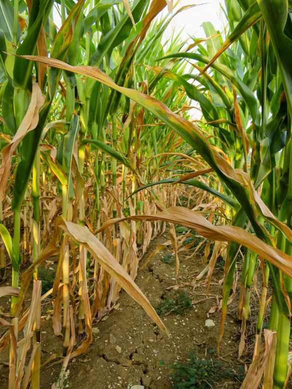 Free stock image of Corn Field created by Pixabay